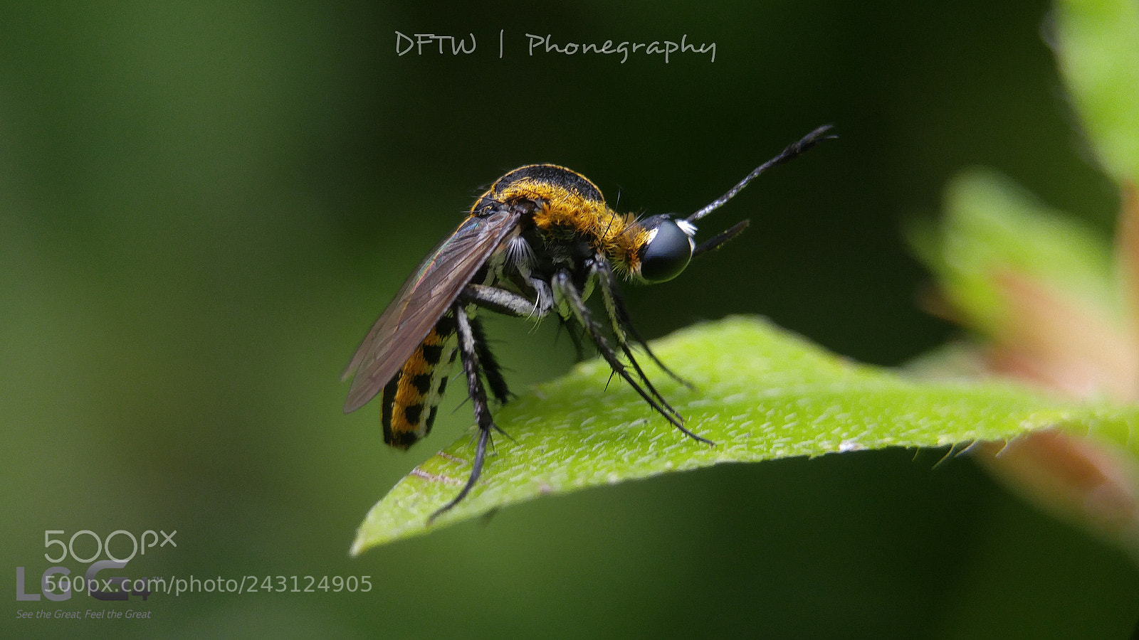 LG G4 sample photo. Toxophora alias bungkuk1 photography
