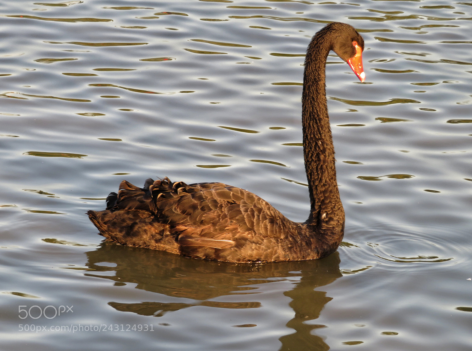 Canon PowerShot SX720 HS sample photo. Black swan at sunset photography