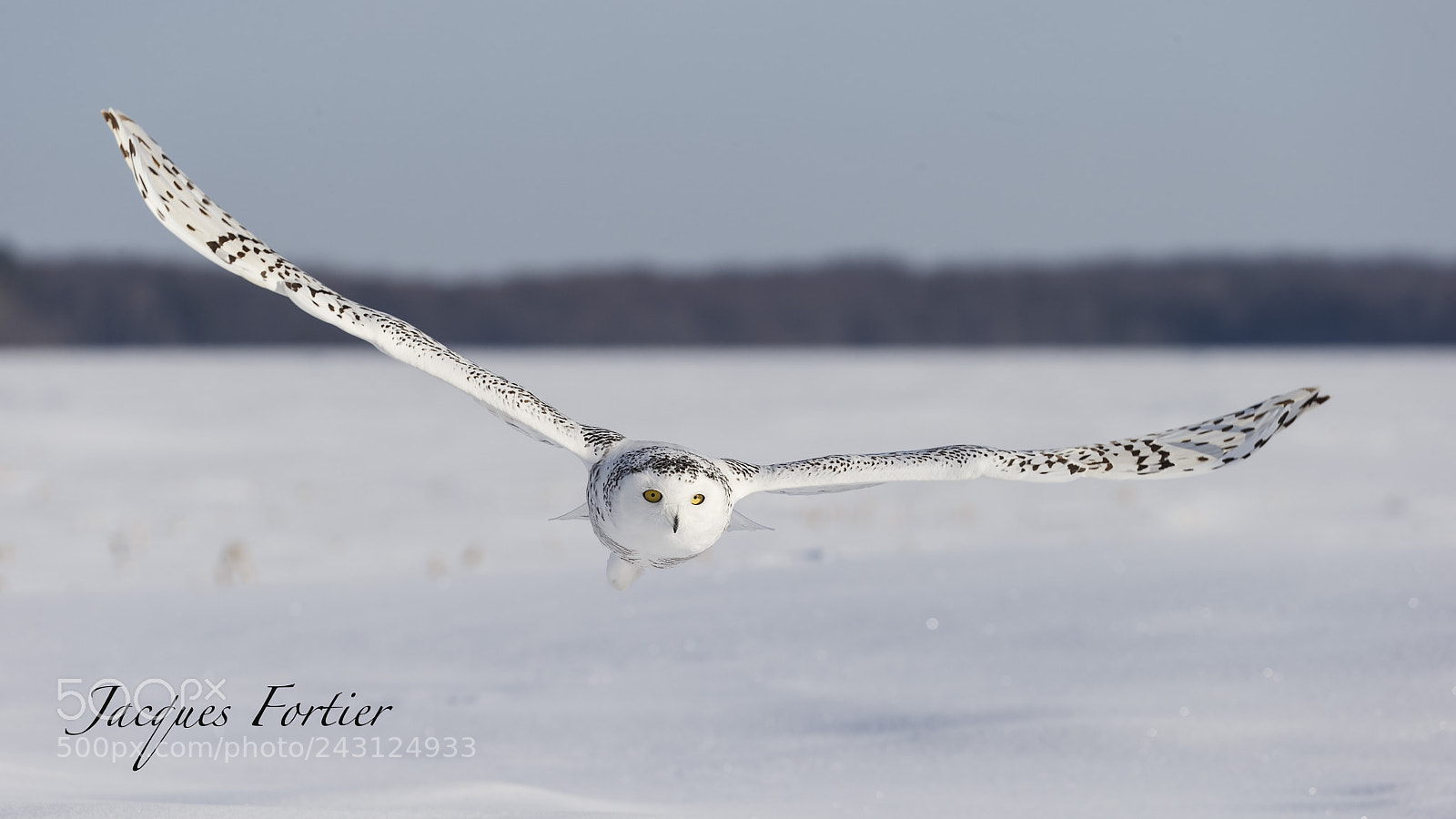 Canon EOS-1D X sample photo. Snow owl photography