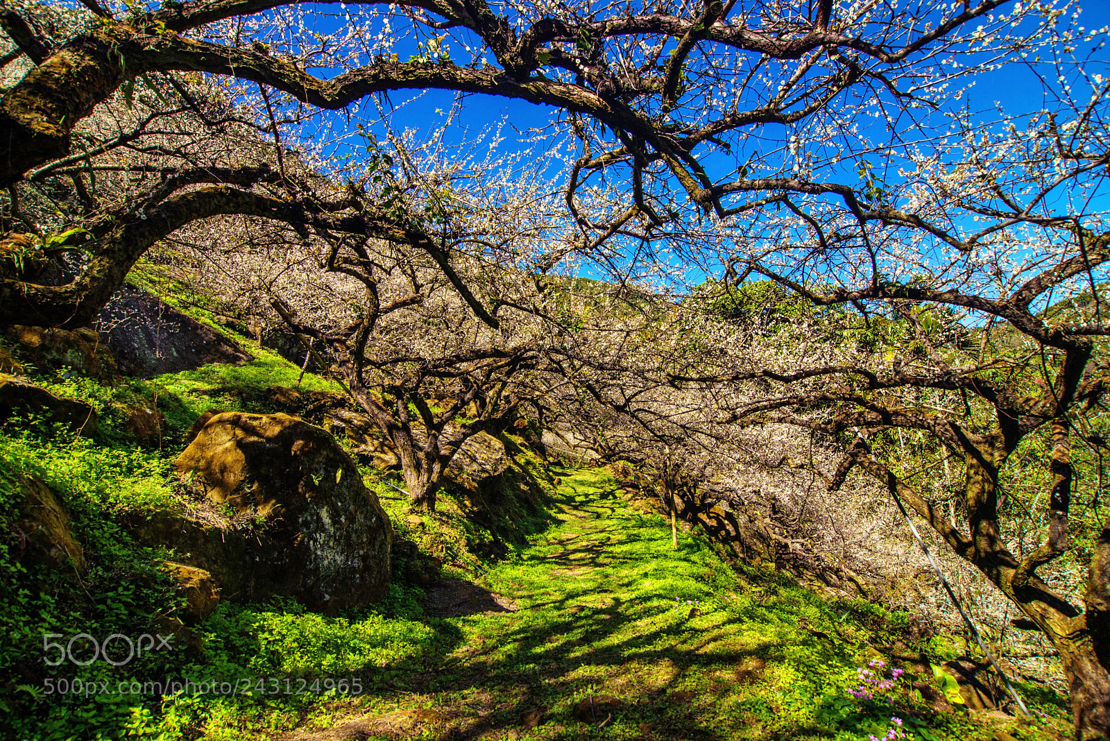 Nikon D610 sample photo. 南投水里梅園  plum tree landscape photography