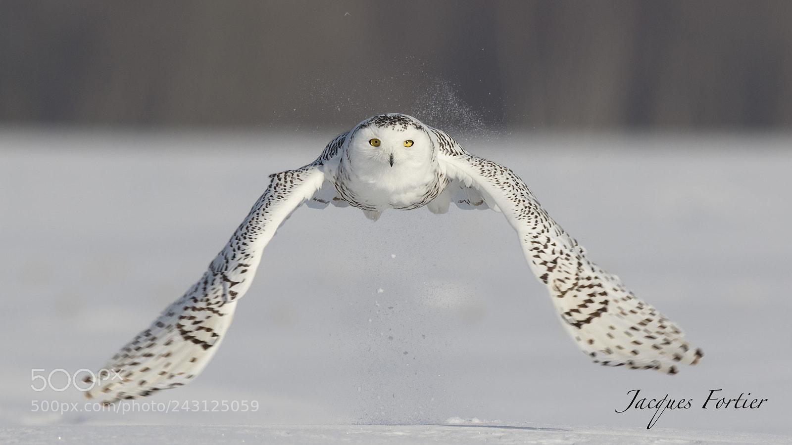 Canon EOS 7D Mark II sample photo. Snow owl photography