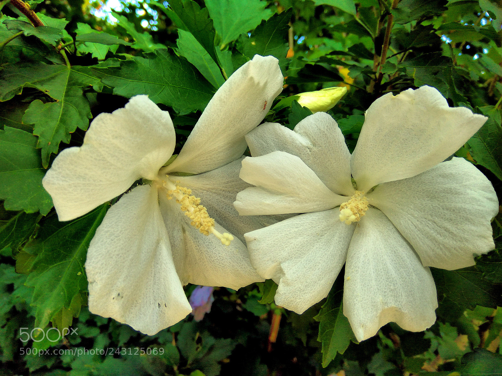 Xiaomi Redmi Note3 sample photo. Hibiscus syriacus photography