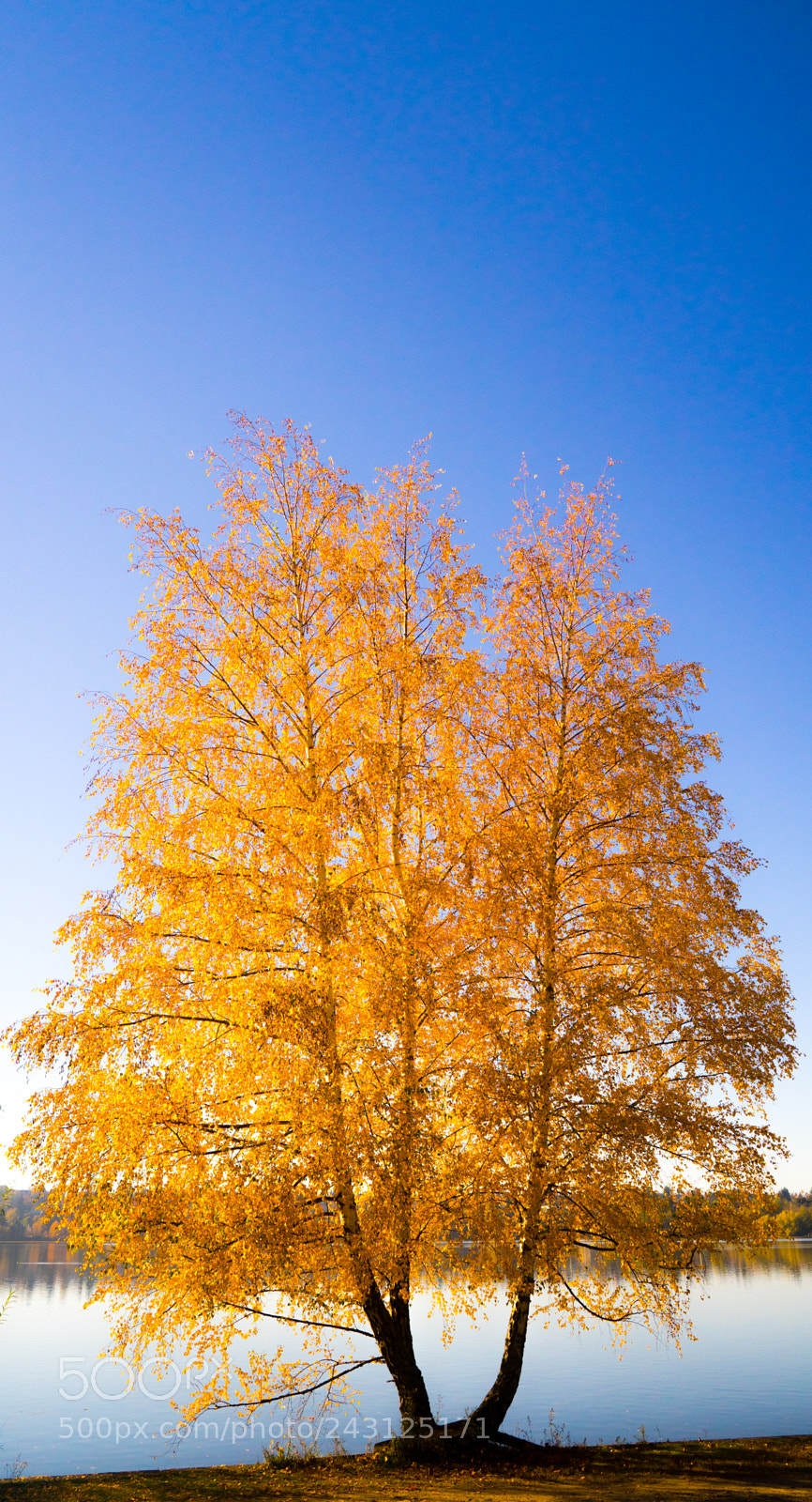Sony a7 sample photo. Blue and gold photography