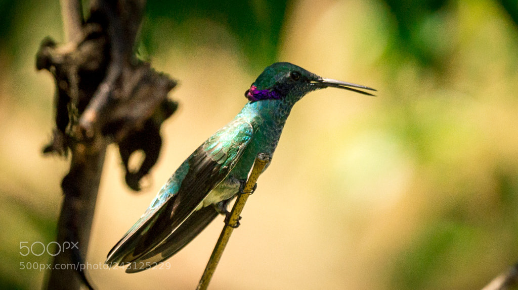 Sony SLT-A57 sample photo. Colibri serrirostris photography