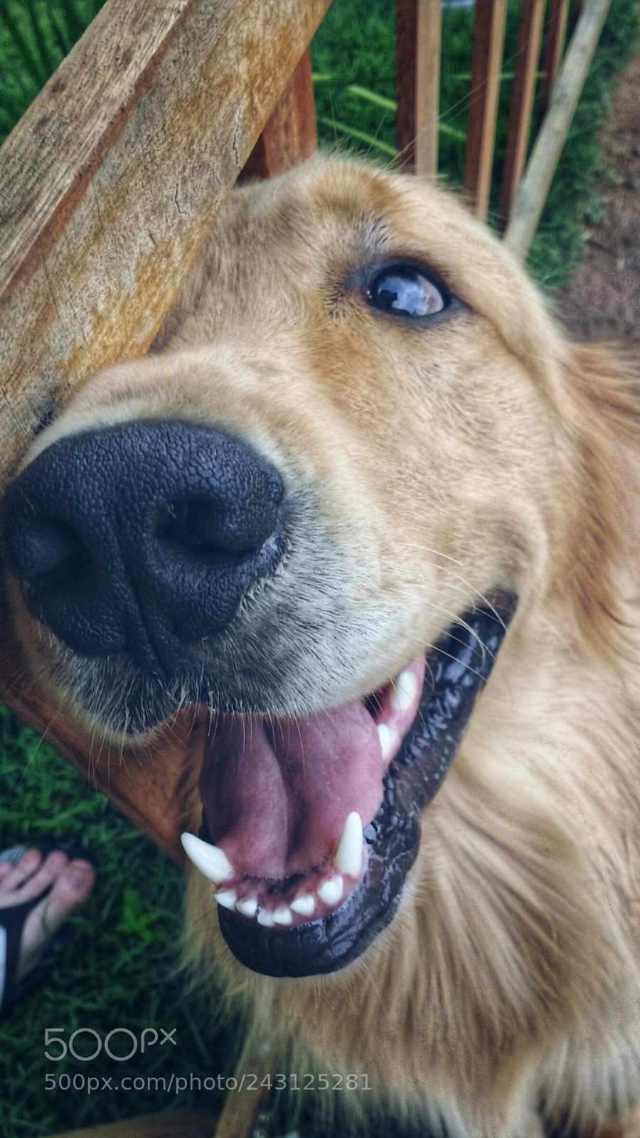 Motorola MotoG3 sample photo. Doglion photography