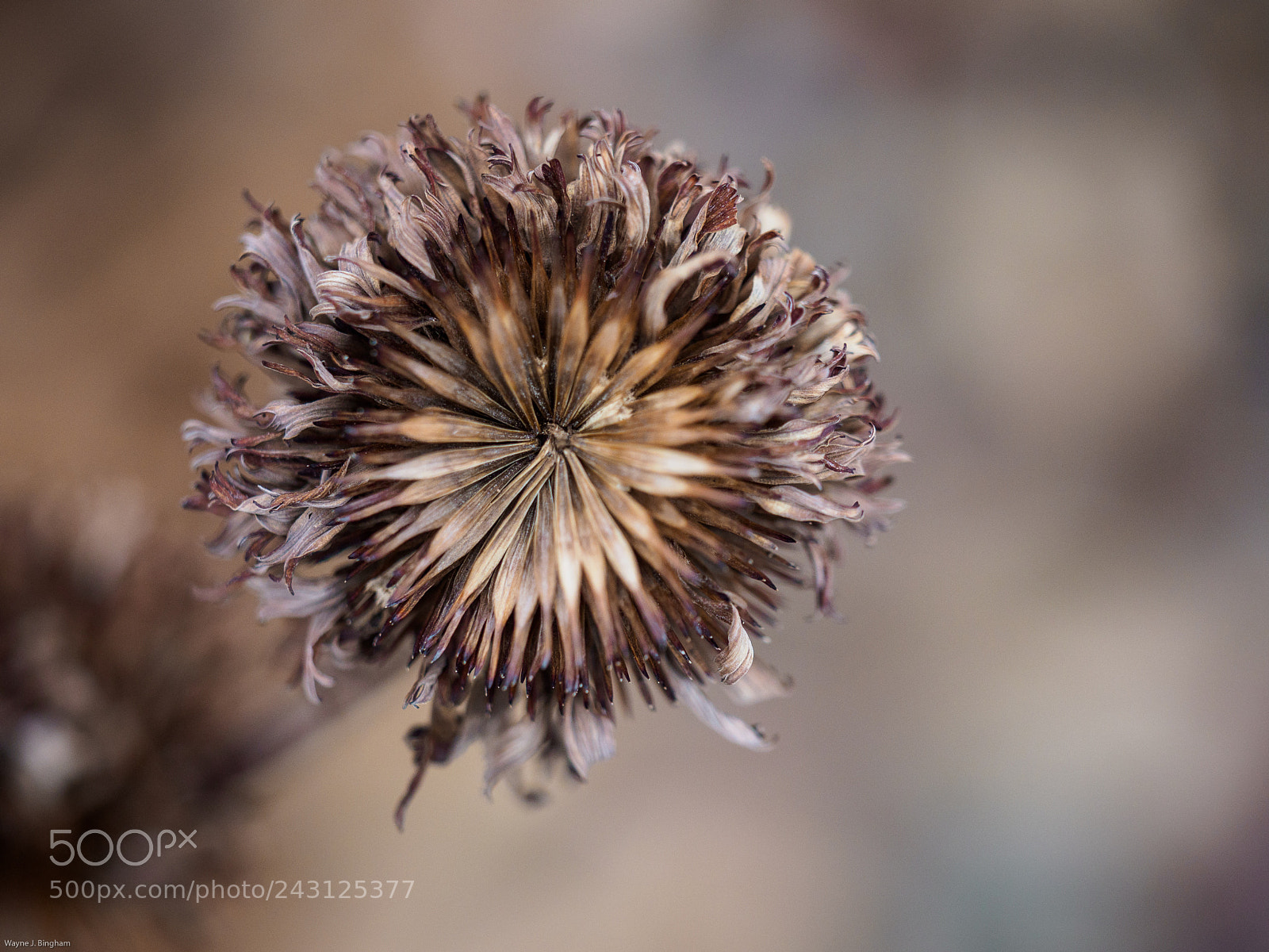 Olympus OM-D E-M1 Mark II sample photo. January echinacea photography
