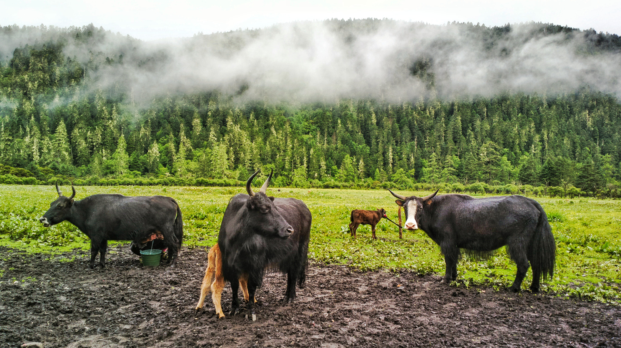Nokia 808 PureView sample photo. Yaks and more yaks photography