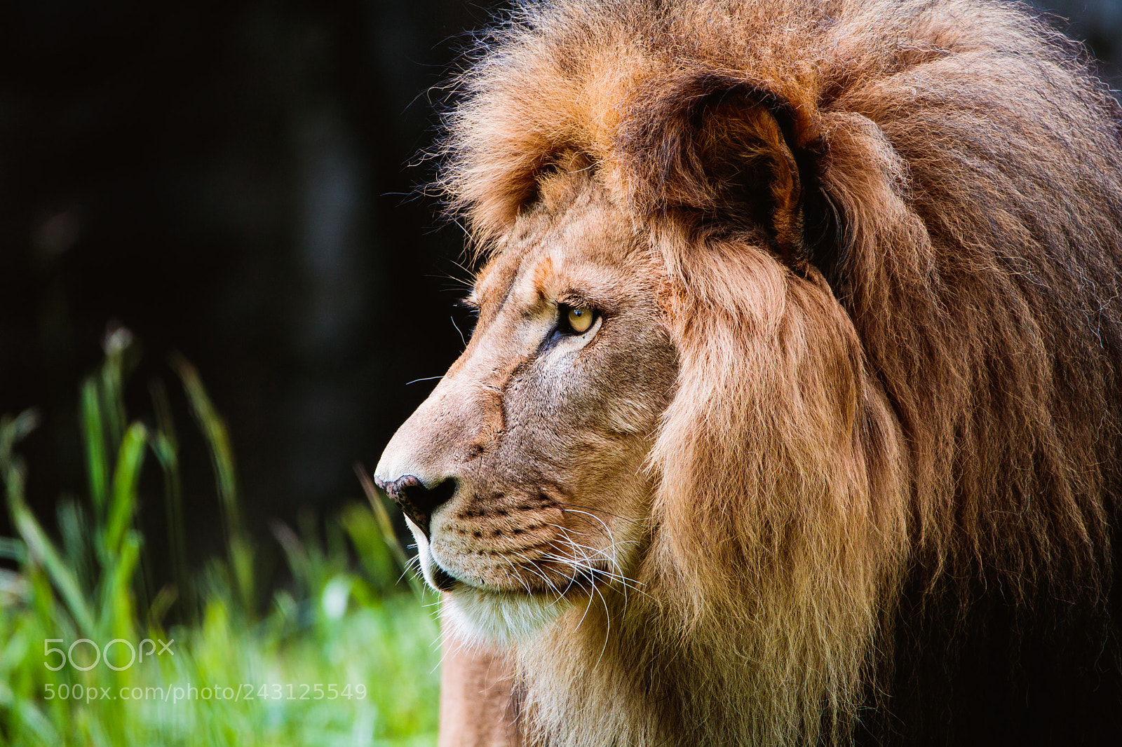 Canon EOS 750D (EOS Rebel T6i / EOS Kiss X8i) sample photo. Lion profile photography