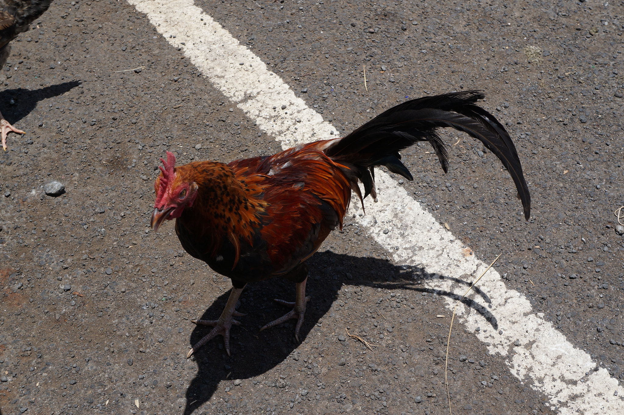 Sony E 18-55mm F3.5-5.6 OSS sample photo. Chicken photography