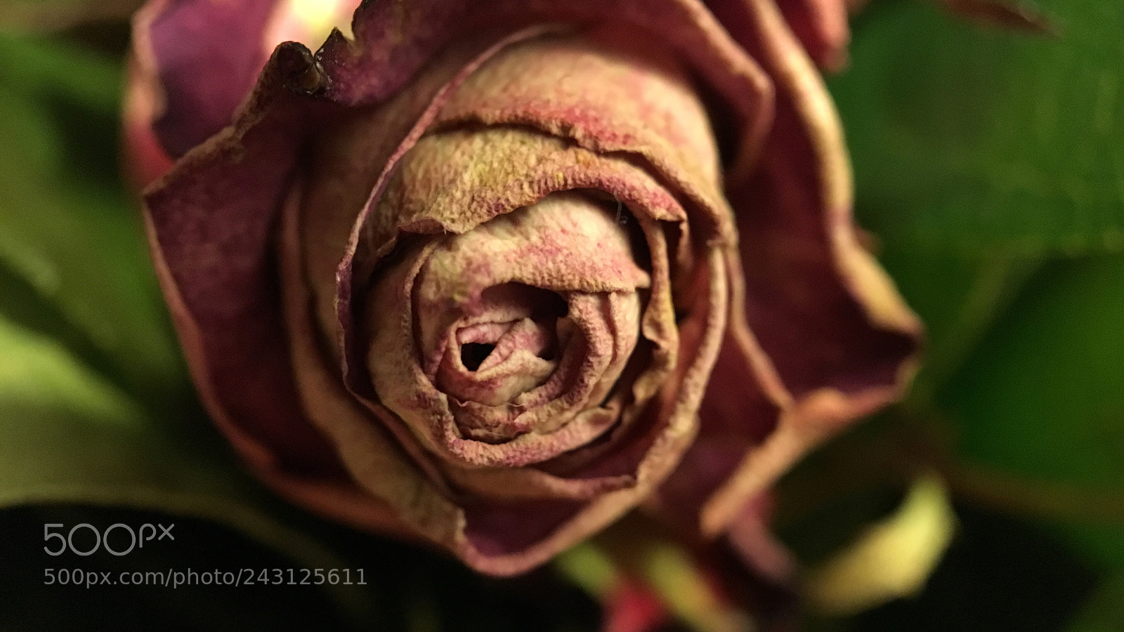 Apple iPhone 6s sample photo. Untitled photography