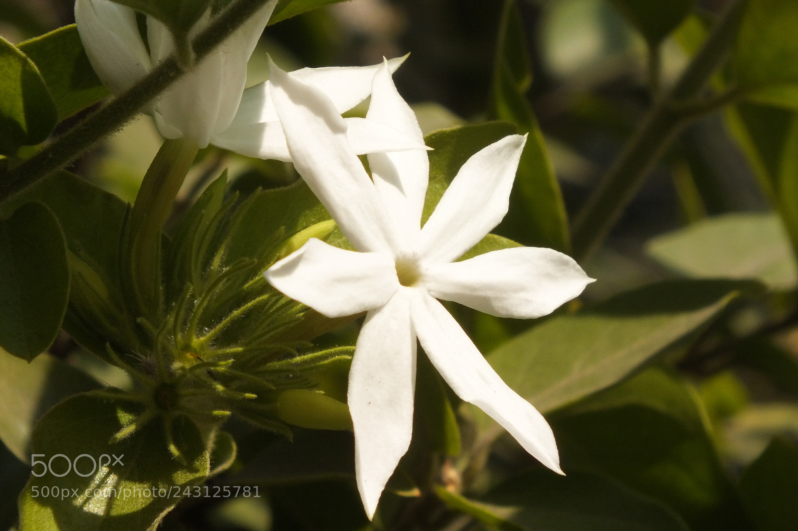 FujiFilm FinePix HS20 EXR (FinePix HS22 EXR) sample photo. Street flower photography