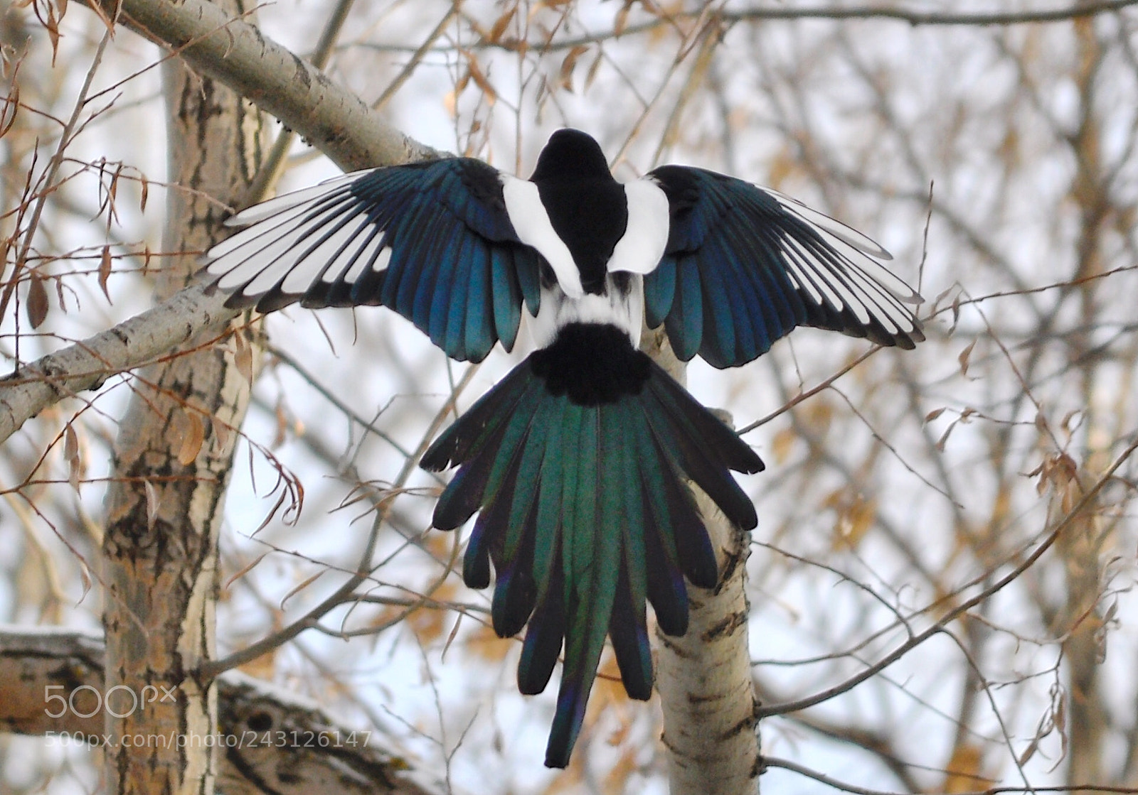 Nikon D90 sample photo. Magpie photography