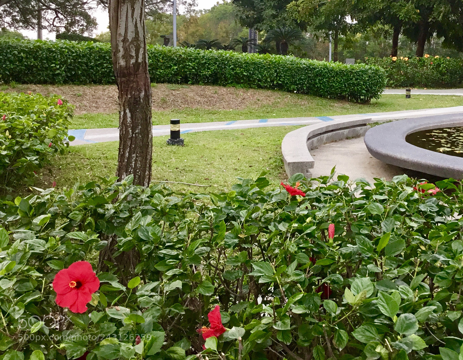 Apple iPad sample photo. Beauty in red photography