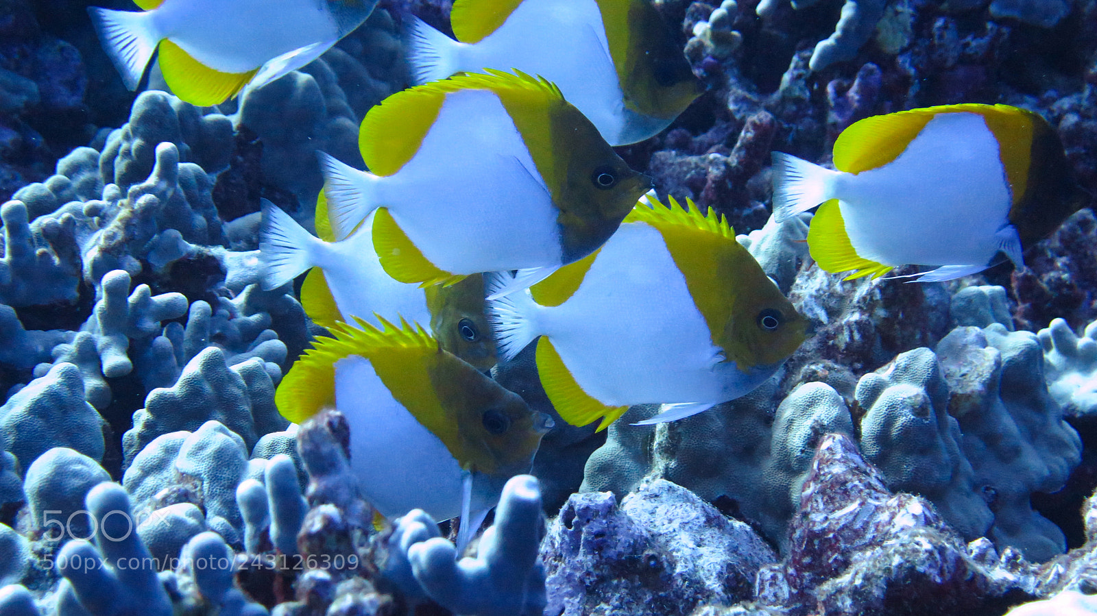Canon PowerShot G16 sample photo. Pyramid butterflyfish photography