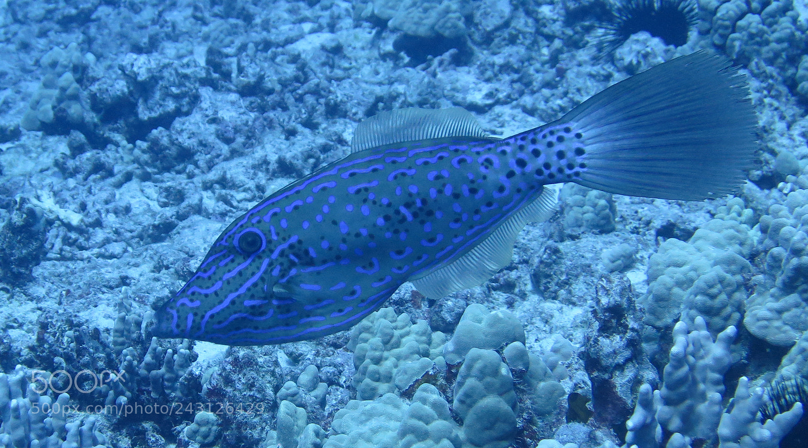 Canon PowerShot G16 sample photo. Scribbled filefish photography
