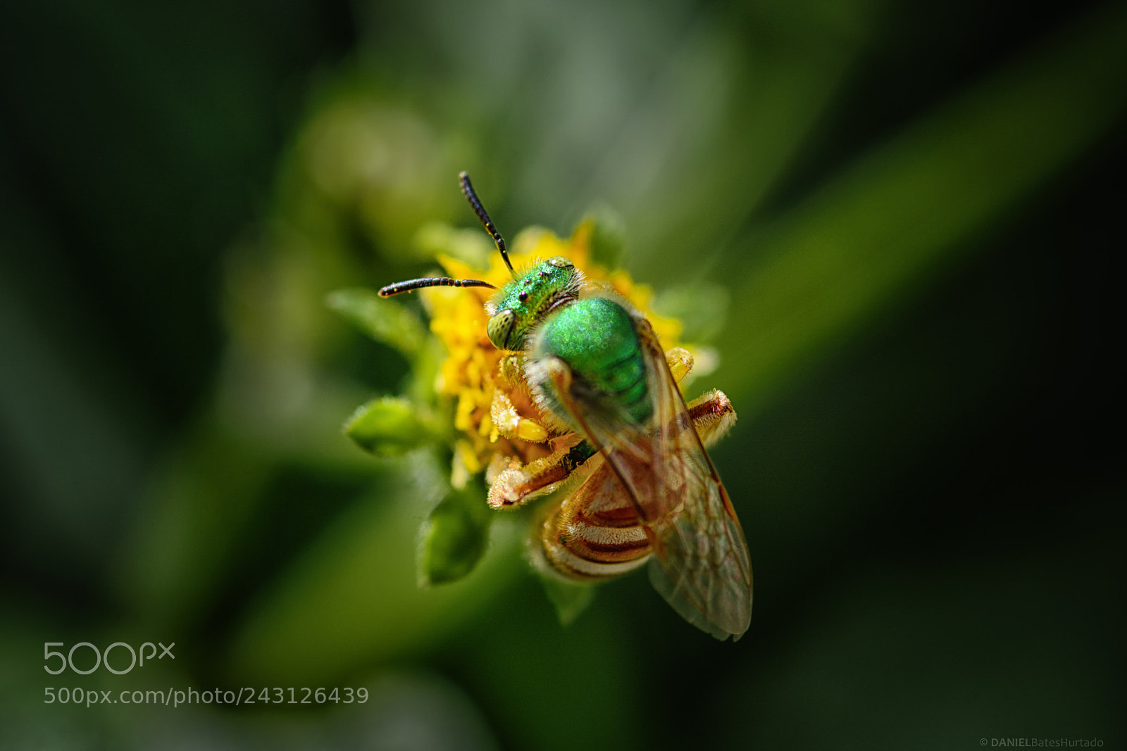 Nikon D7100 sample photo. Geen bee photography