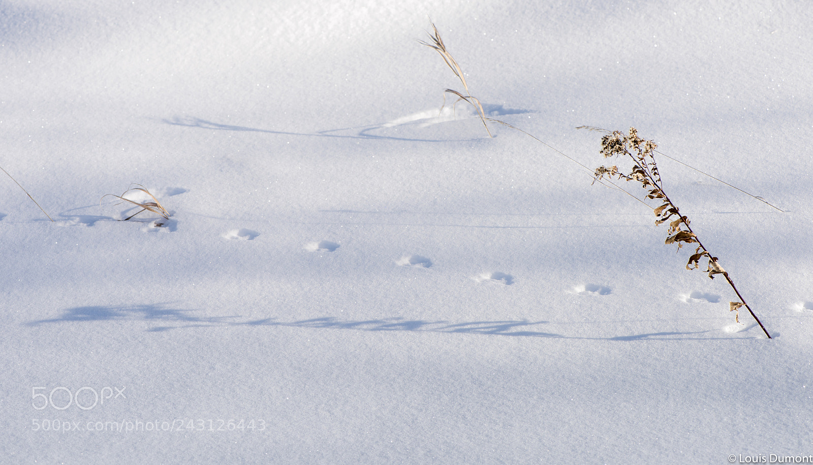 Nikon D810 sample photo. Ombre végétale photography