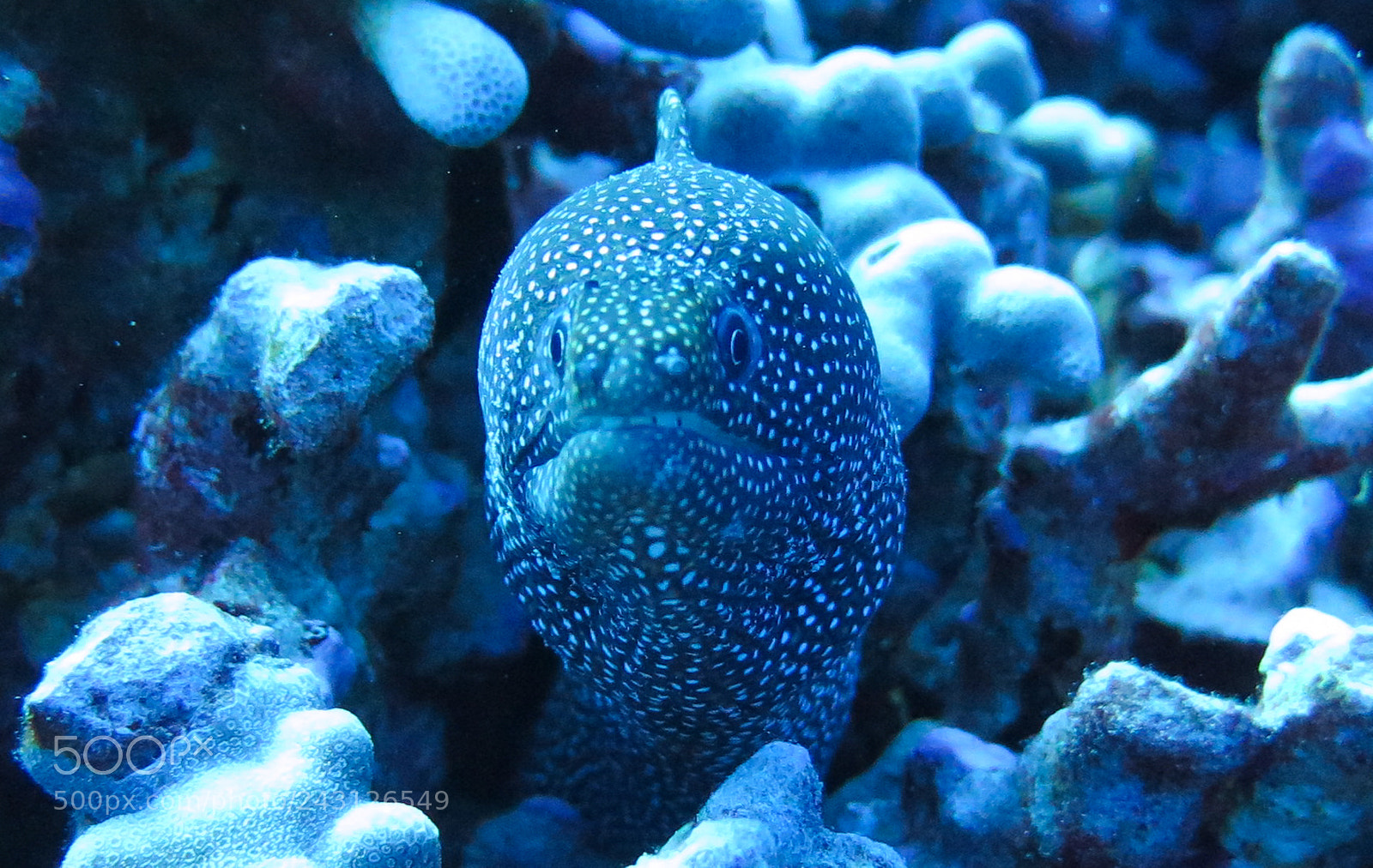 Canon PowerShot G16 sample photo. Spotted moray eel photography