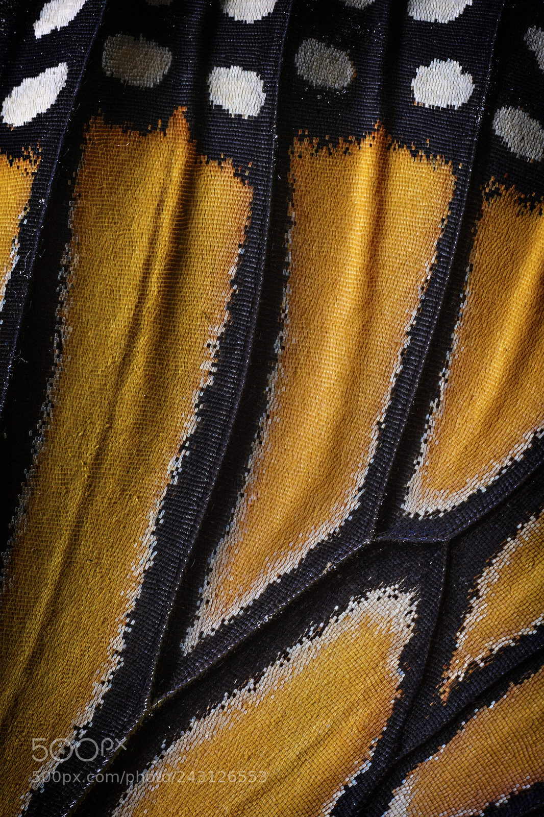 Nikon D7100 sample photo. Butterfly wings photography