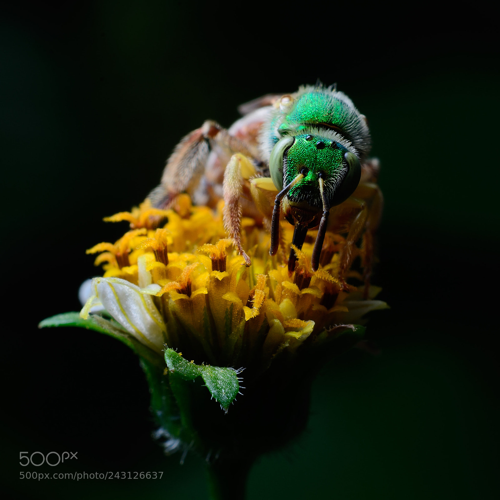 Nikon D7100 sample photo. Green bee photography