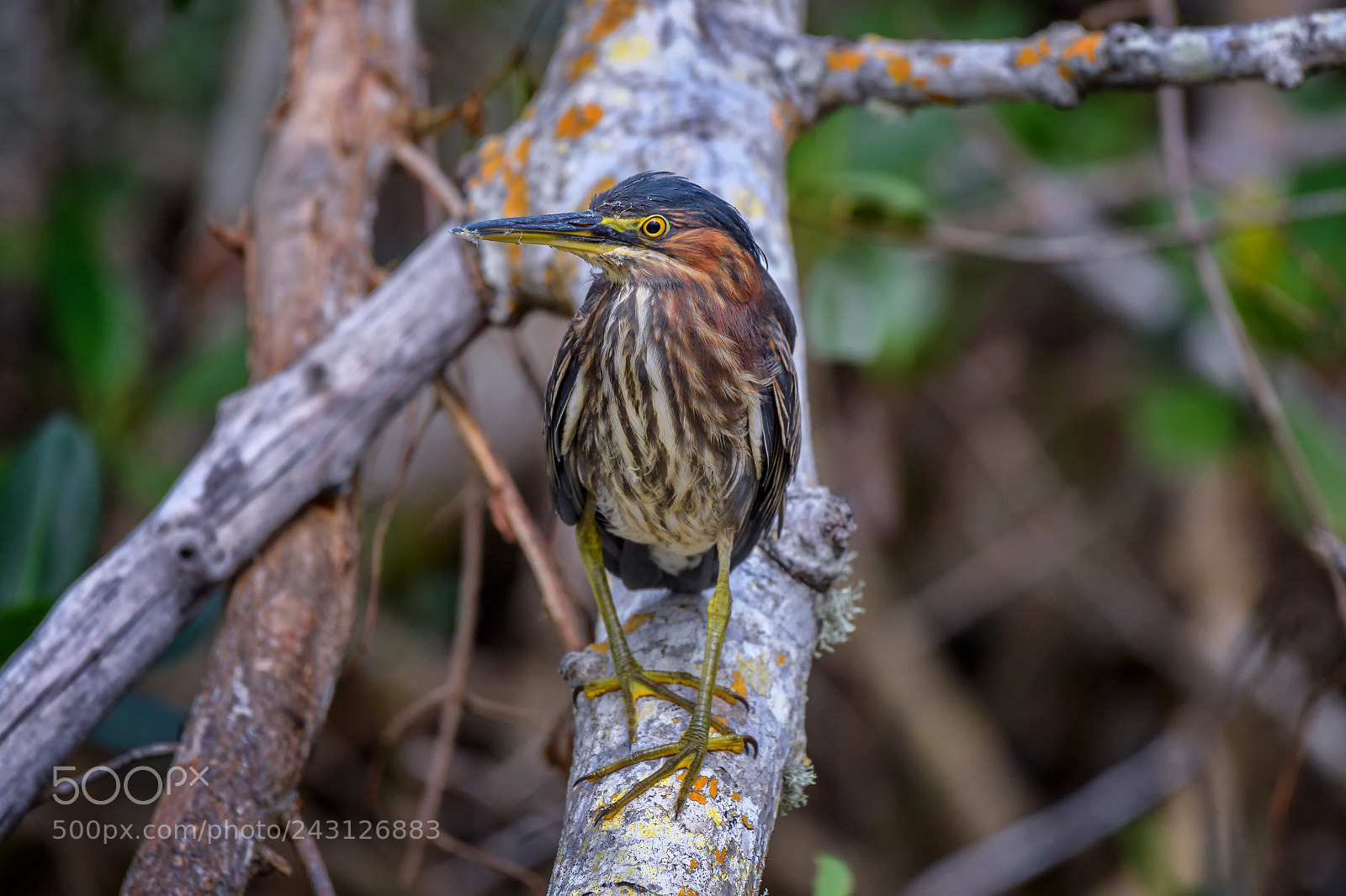 Nikon D5 sample photo. Green heron butorides virescens photography