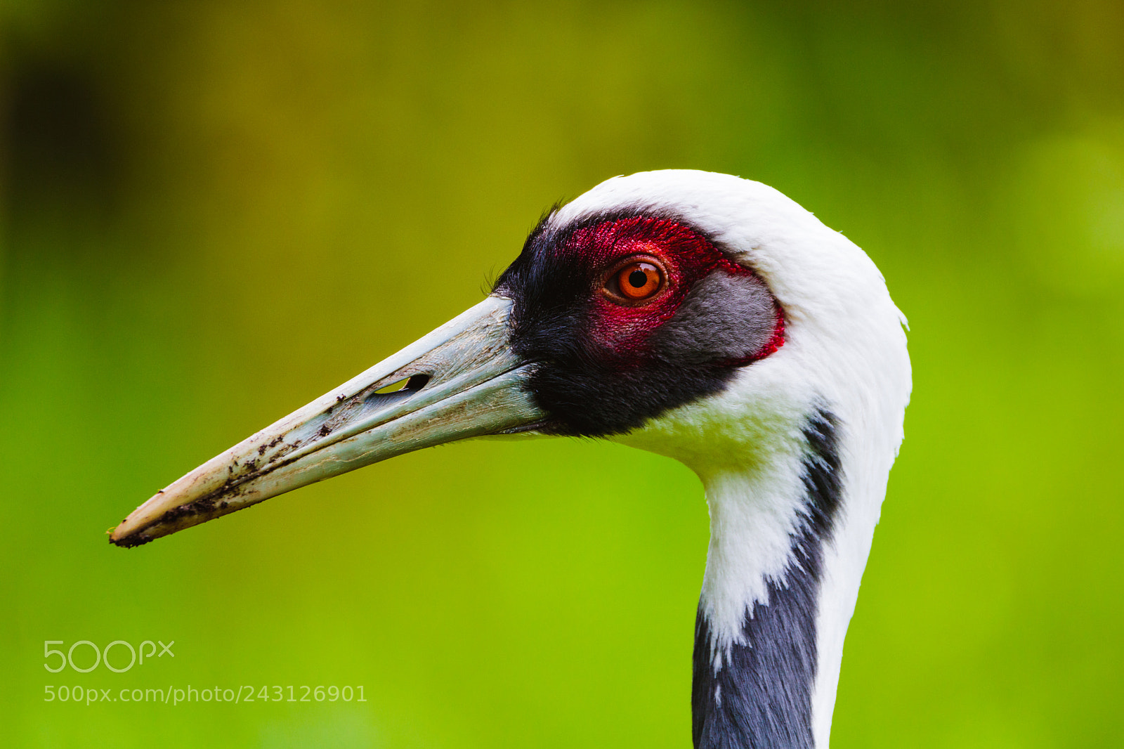 Canon EOS 750D (EOS Rebel T6i / EOS Kiss X8i) sample photo. White-naped crane profile photography
