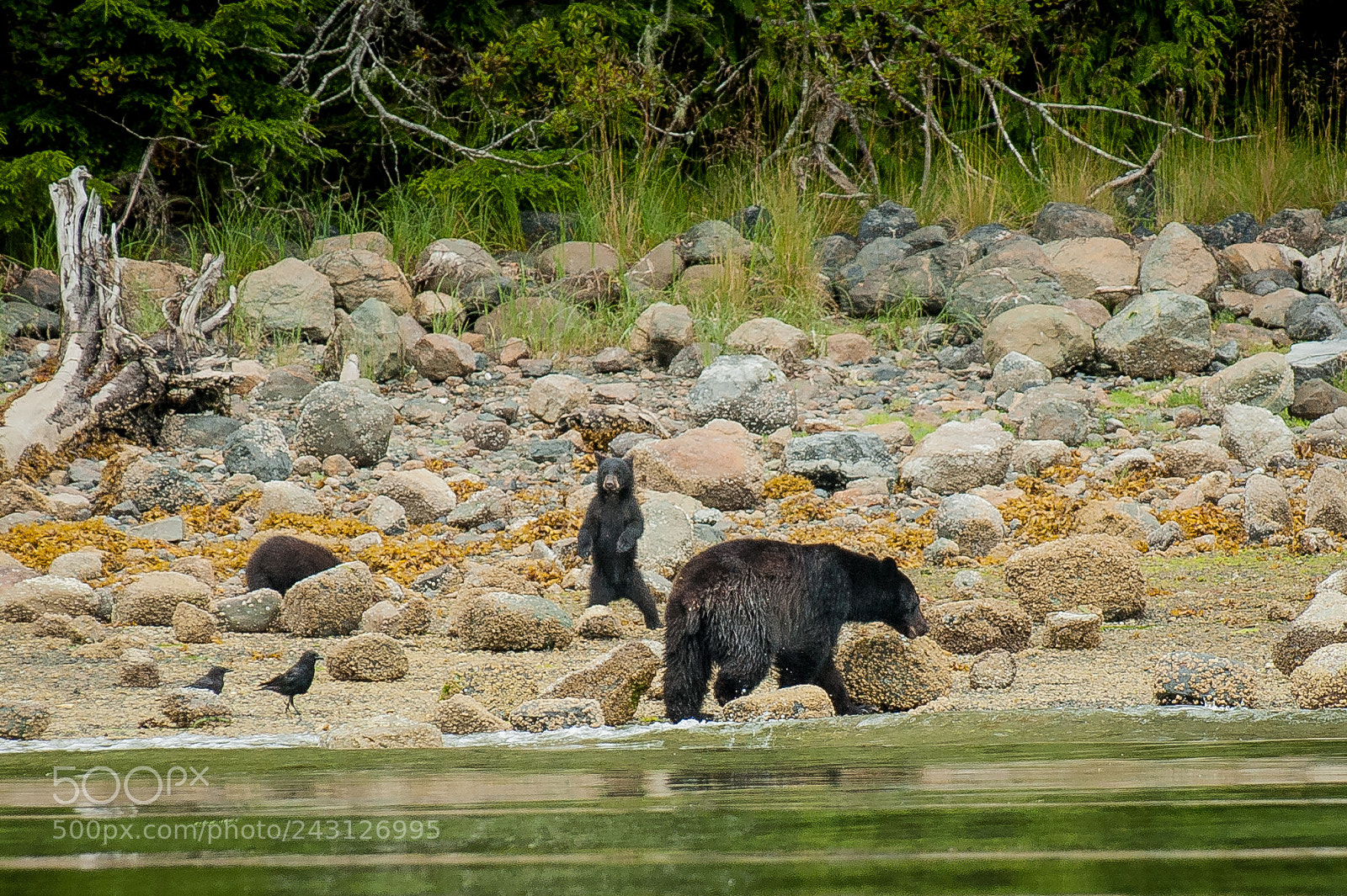 Nikon D3 sample photo. Black bears photography