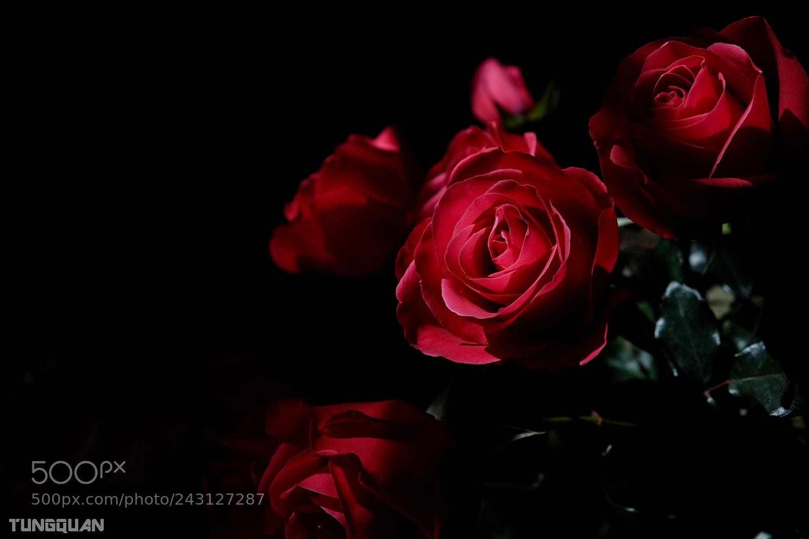 Fujifilm X-E1 sample photo. #rose photography