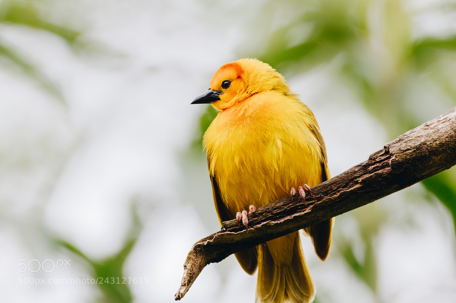 Canon EOS 750D (EOS Rebel T6i / EOS Kiss X8i) sample photo. Small perched yellow bird photography