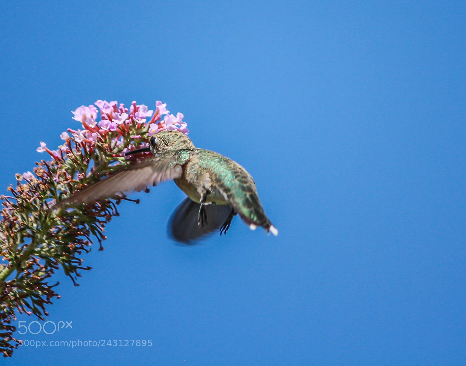 Canon EOS 1000D (EOS Digital Rebel XS / EOS Kiss F) sample photo. Little female hummingbird photography
