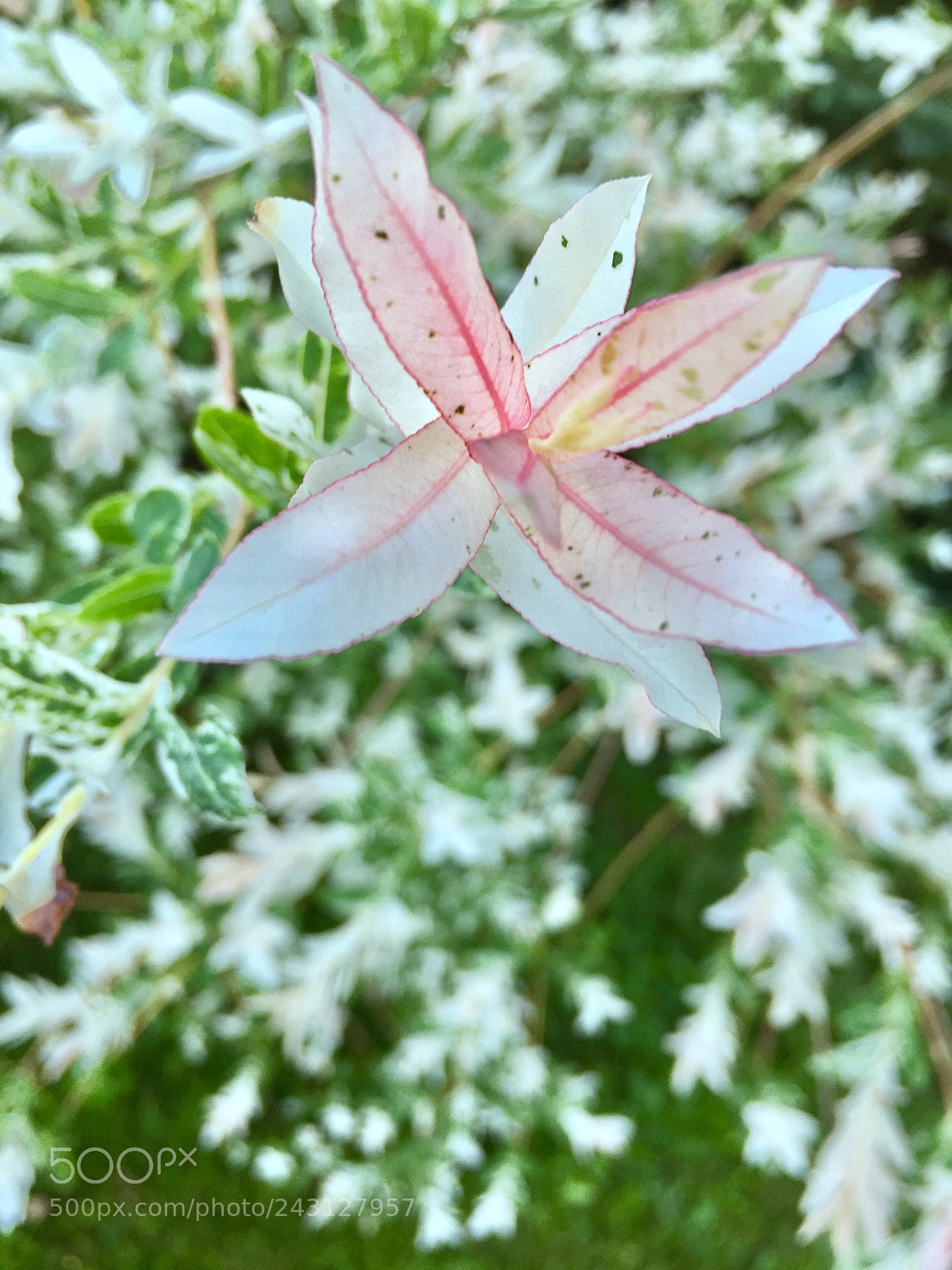 Apple iPhone 6 sample photo. Untitled photography