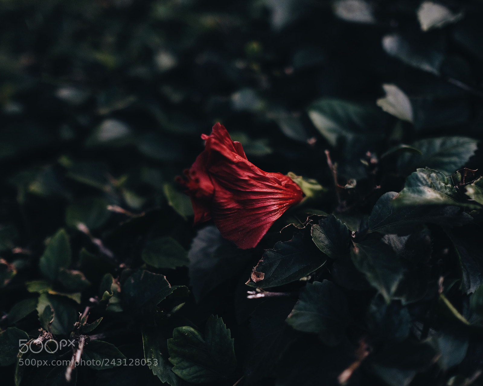 Fujifilm X-Pro2 sample photo. Dying light photography