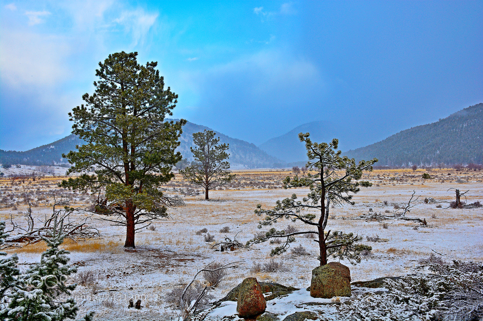 Nikon D7100 sample photo. Rmnp winter study 3 photography