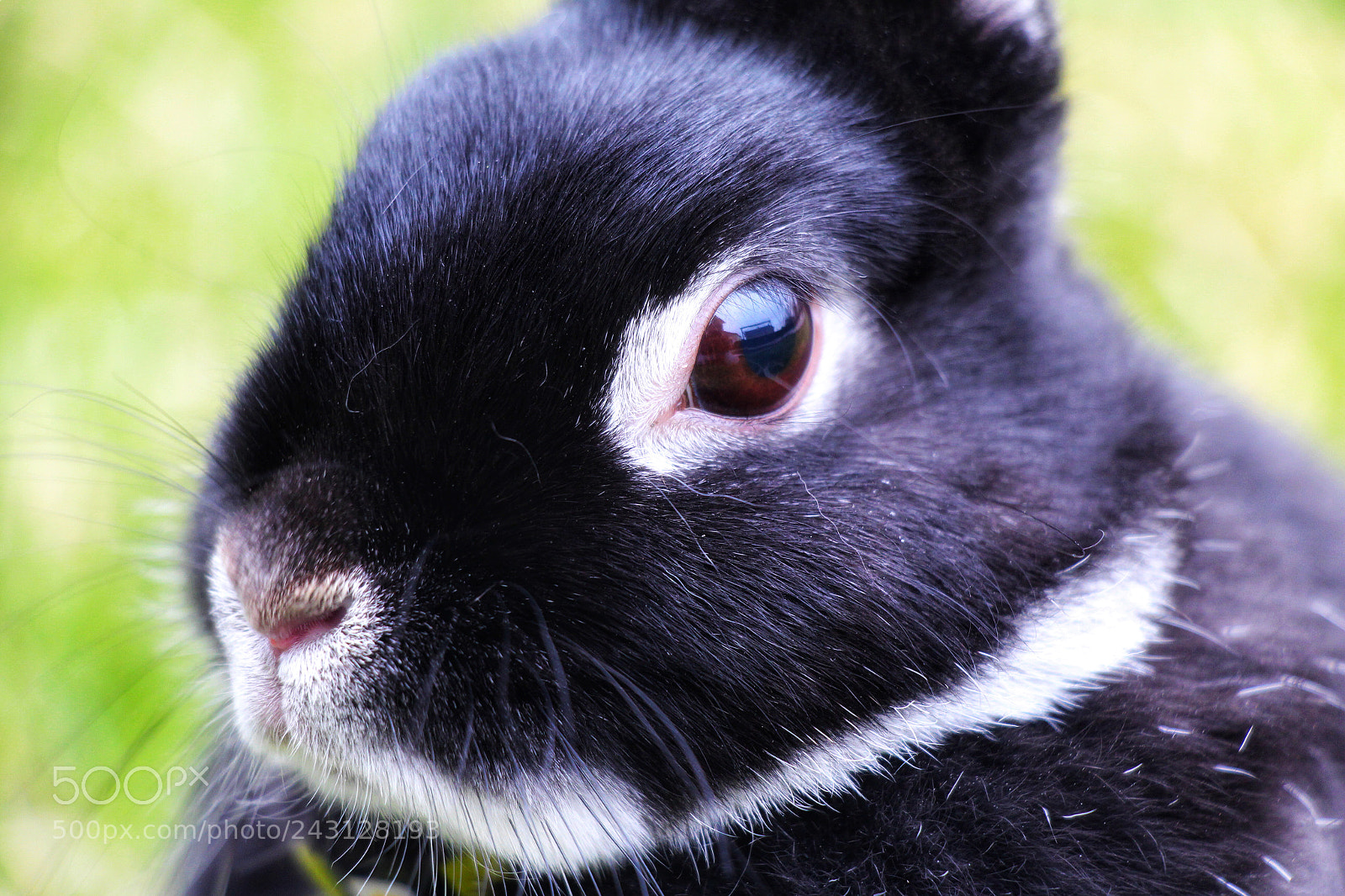 Canon EOS 700D (EOS Rebel T5i / EOS Kiss X7i) sample photo. Regard d’un lapin photography