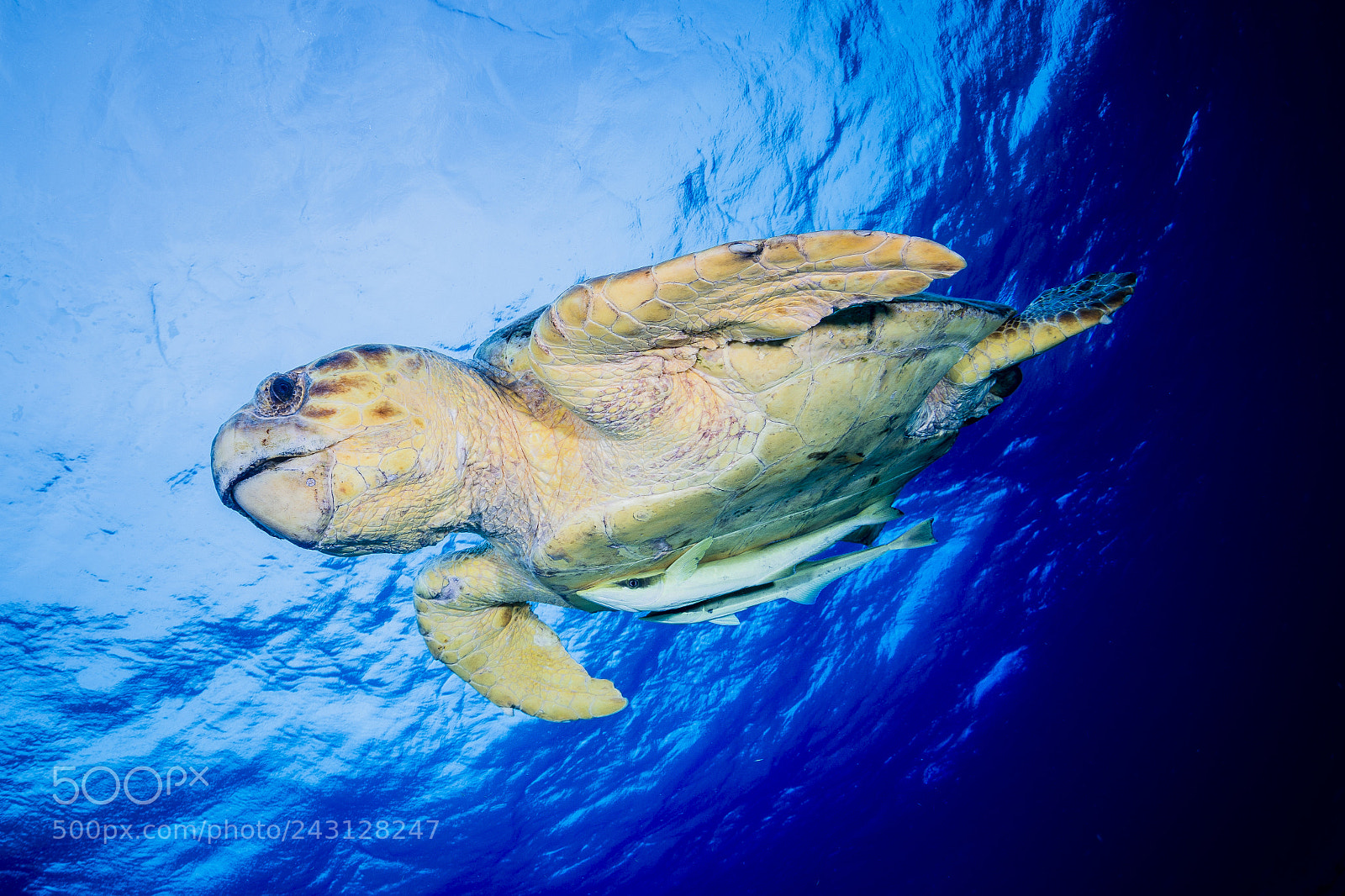 Nikon D800 sample photo. Loggerhead turtle photography
