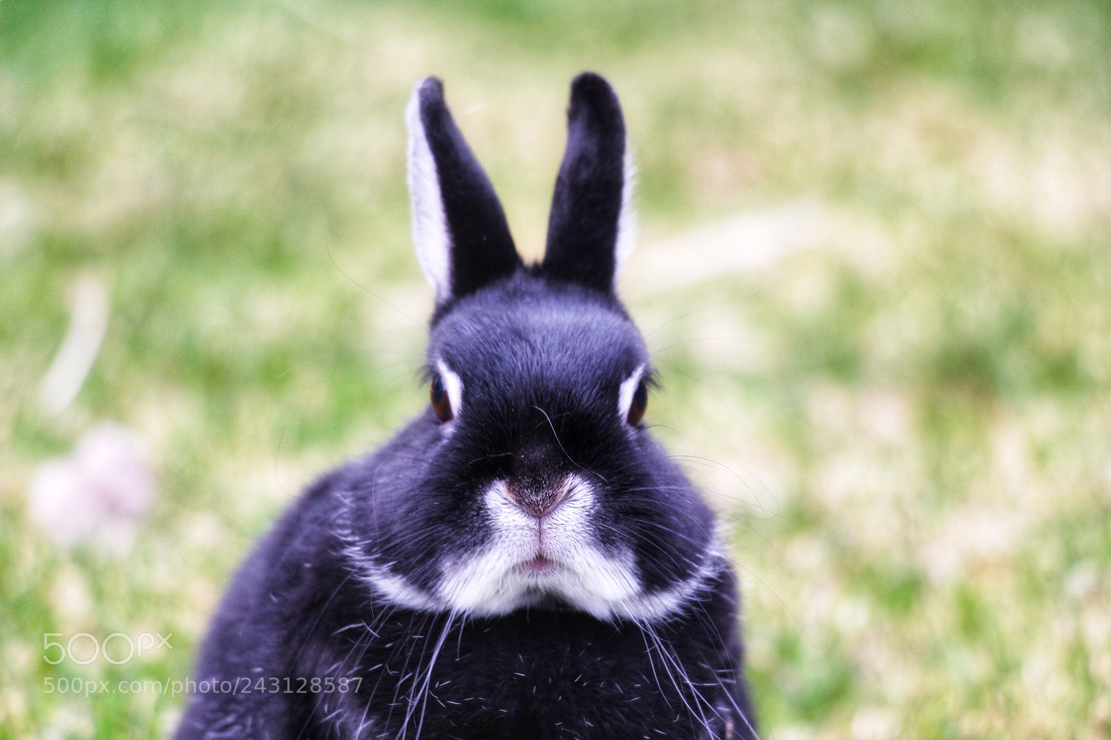 Canon EOS 700D (EOS Rebel T5i / EOS Kiss X7i) sample photo. Lapin de face photography