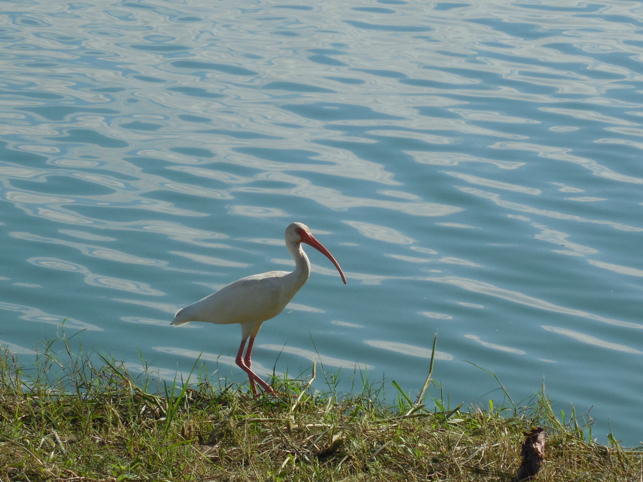 Nikon Coolpix L610 sample photo. . photography