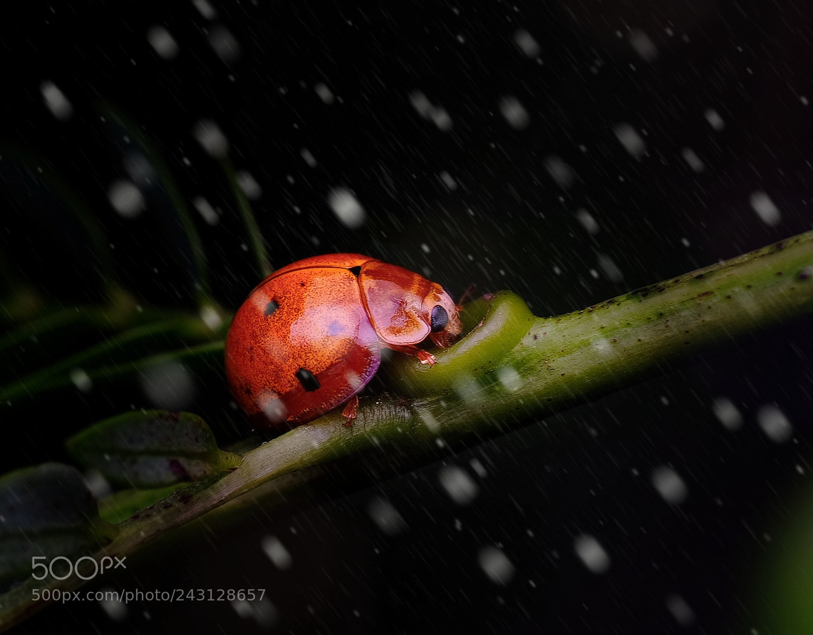 Fujifilm X-T1 sample photo. Ladybug in winter photography