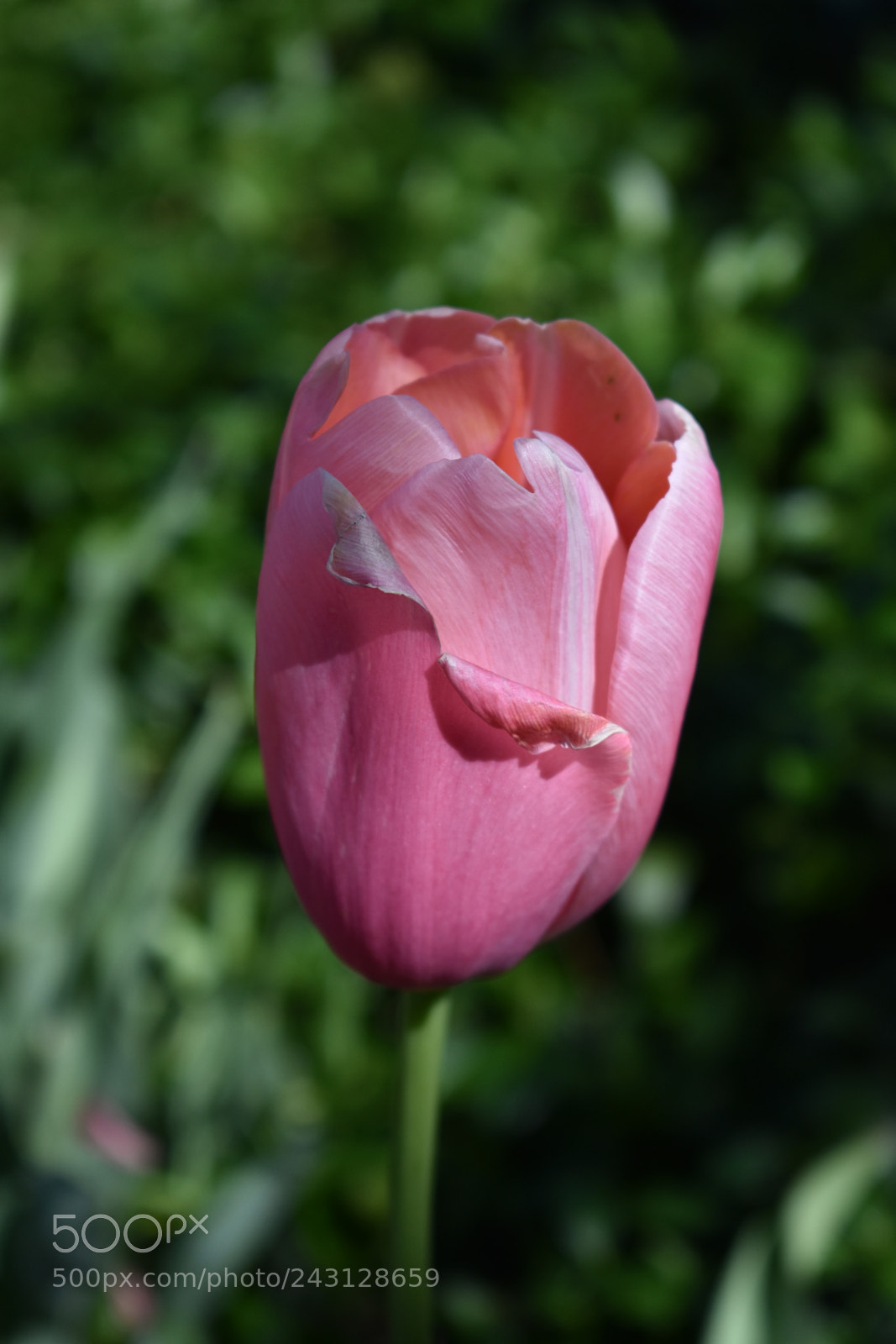 Nikon D3400 sample photo. Tulip photography