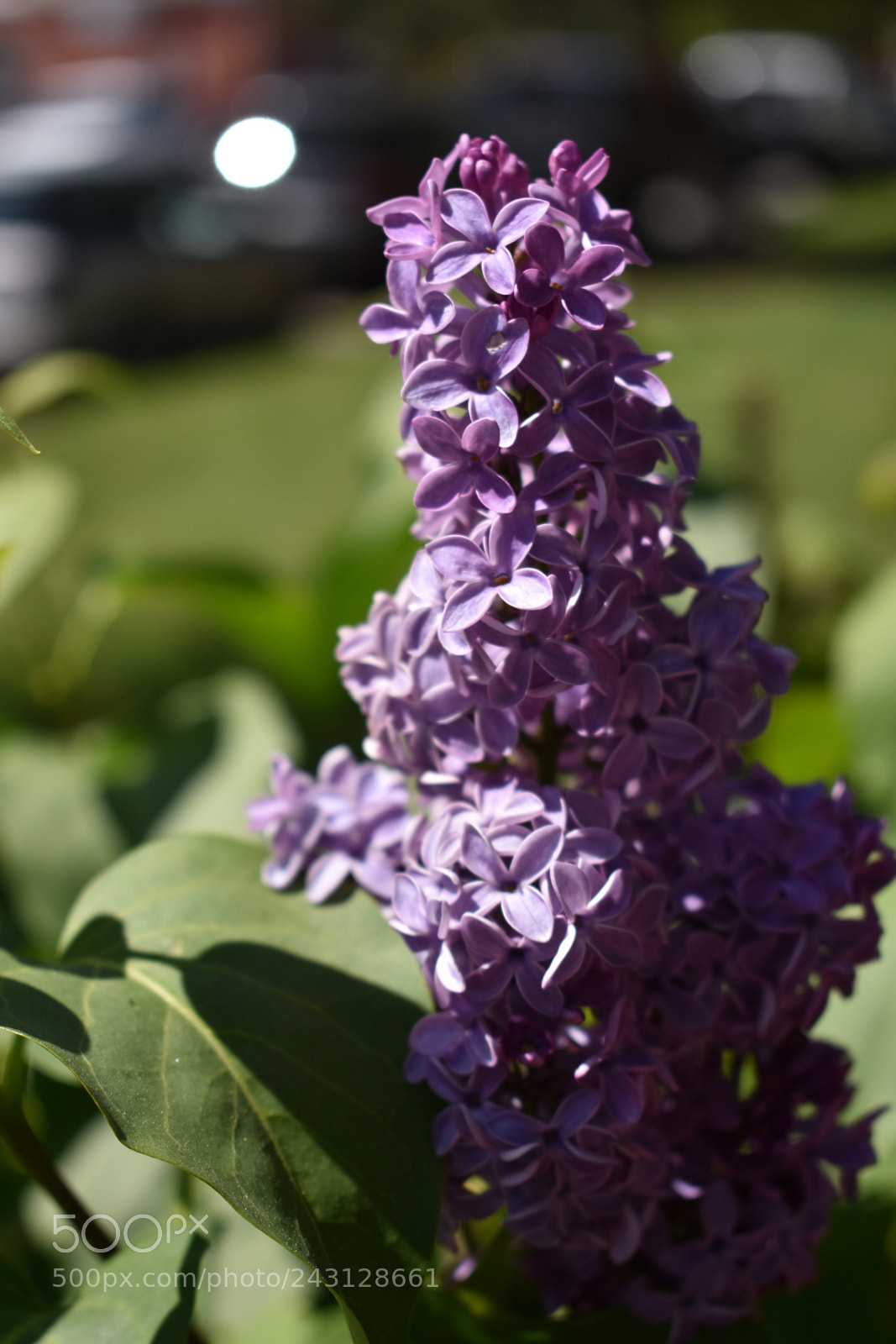 Nikon D3400 sample photo. Lilac photography