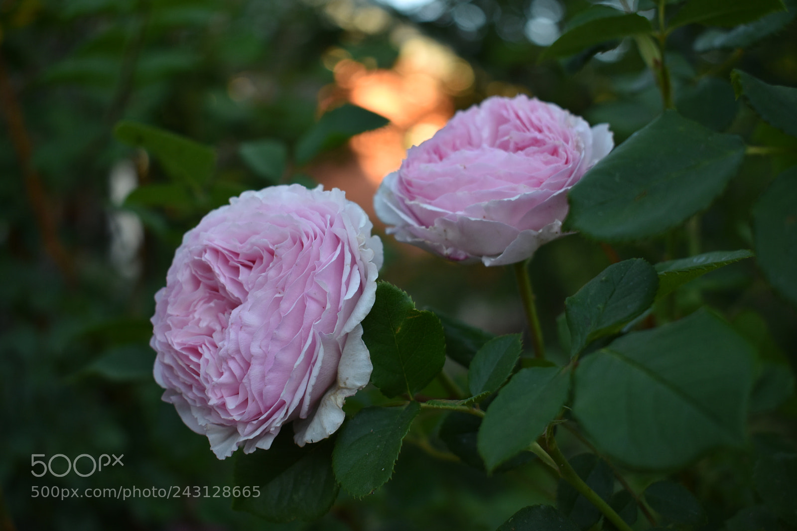 Nikon D3400 sample photo. Peonies photography