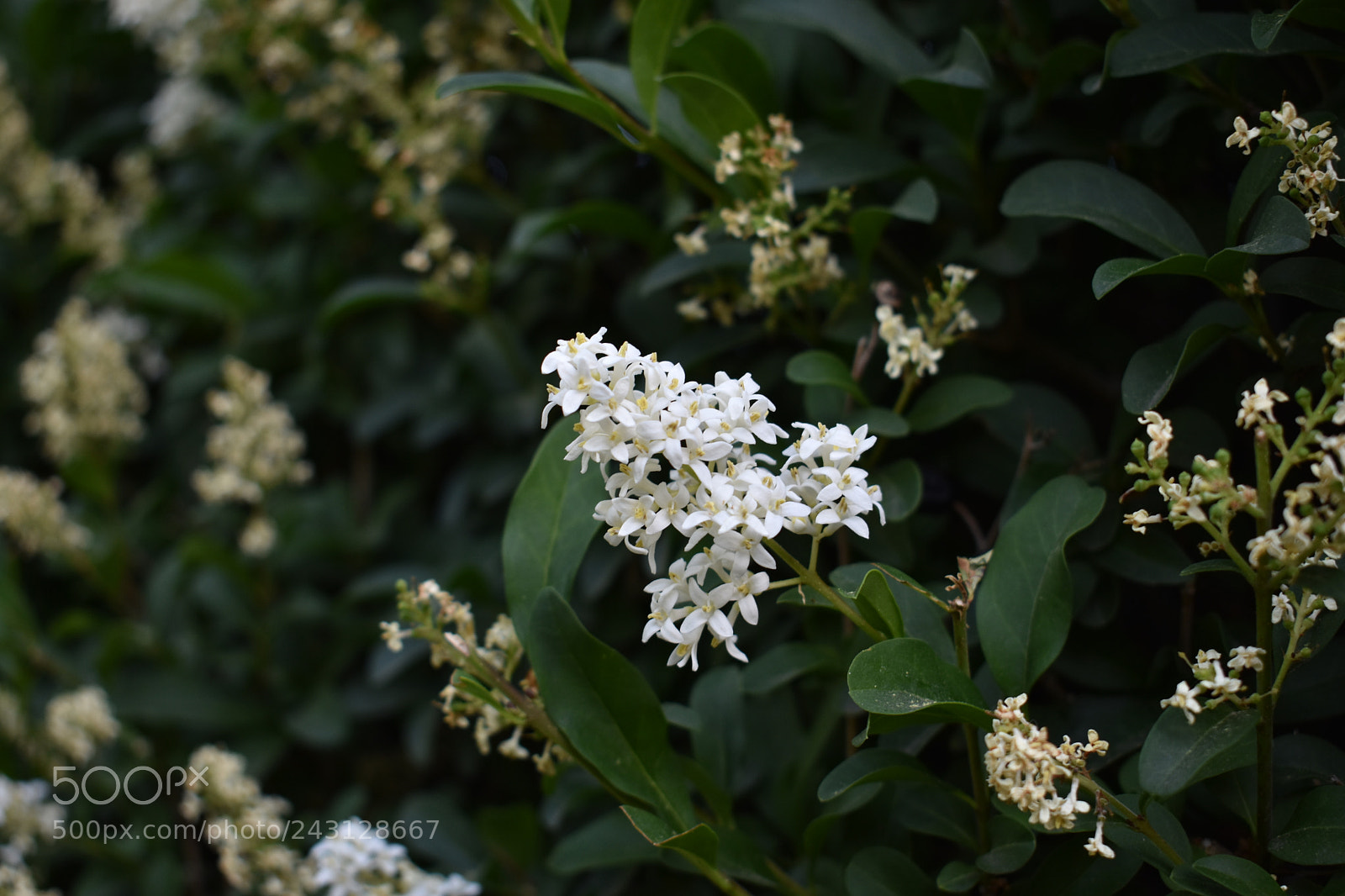 Nikon D3400 sample photo. White flowers photography