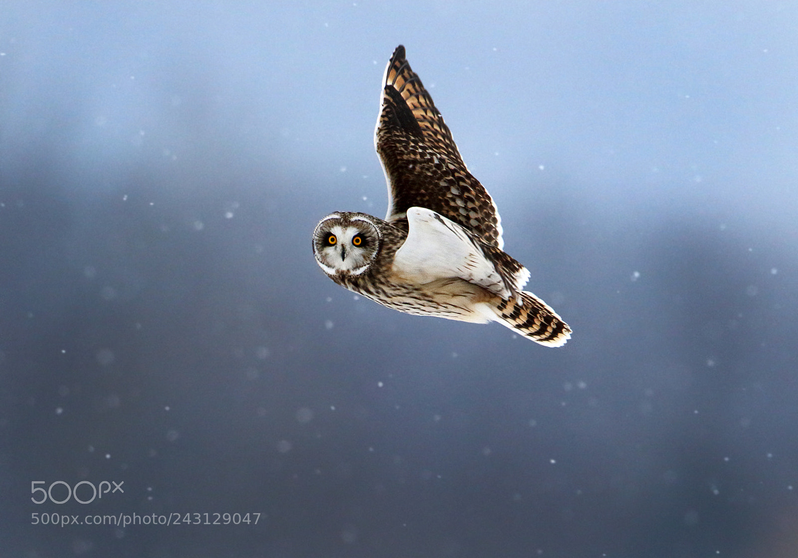 Canon EOS 7D Mark II sample photo. Short flight photography