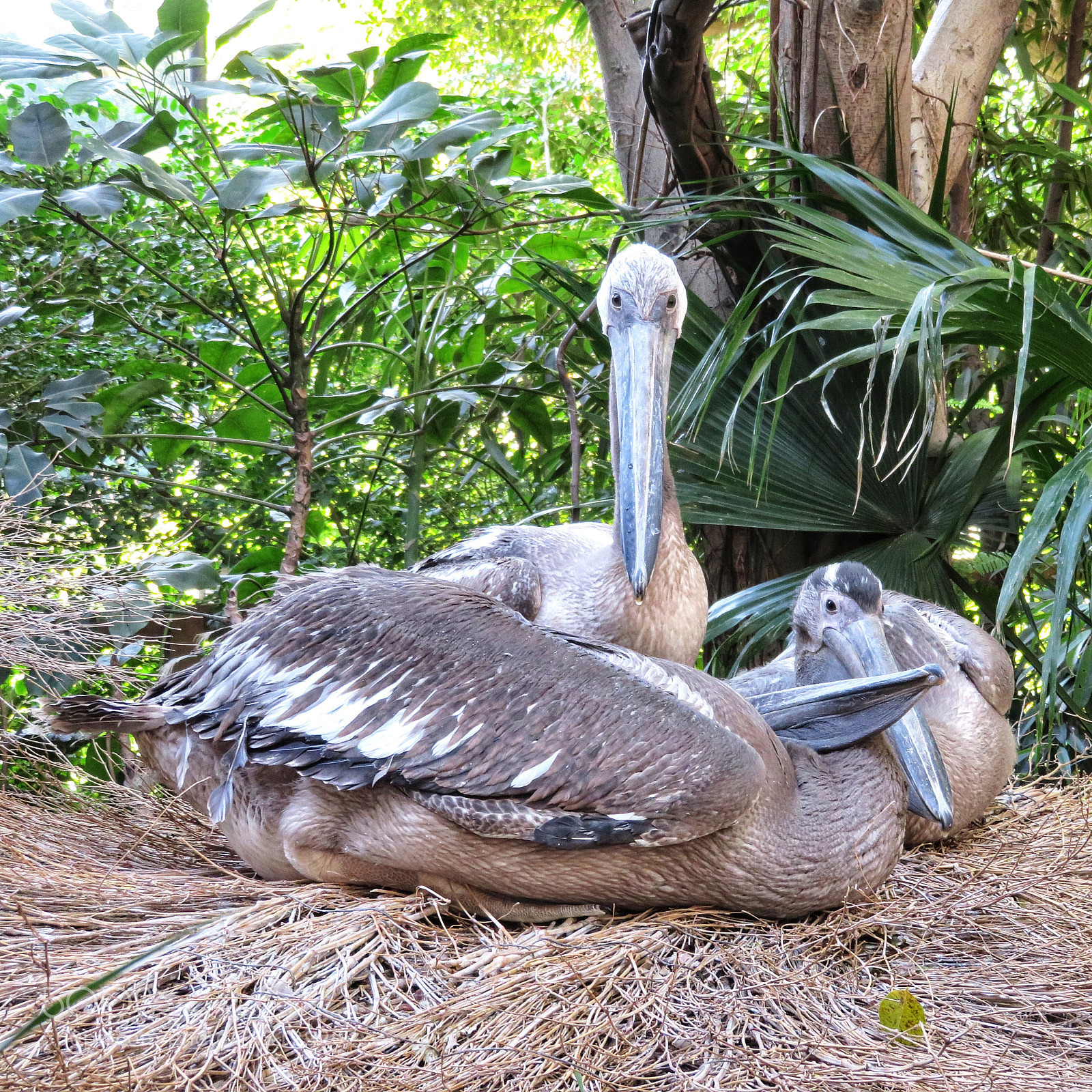 Canon PowerShot SX720 HS sample photo. Three pelicans photography