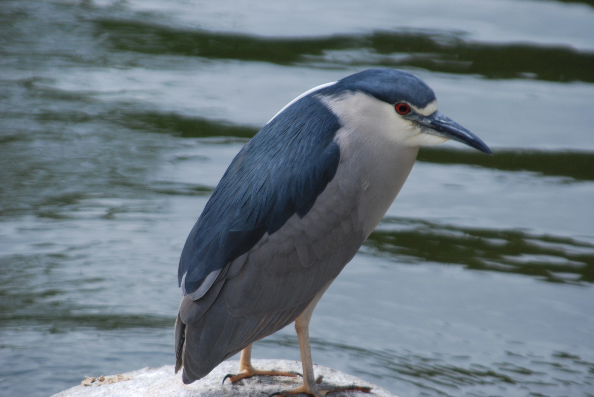 Nikon D80 sample photo. Blue and white bird photography