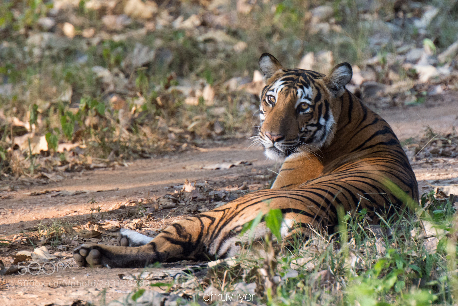 Nikon D7100 sample photo. Portrait of a tiger photography