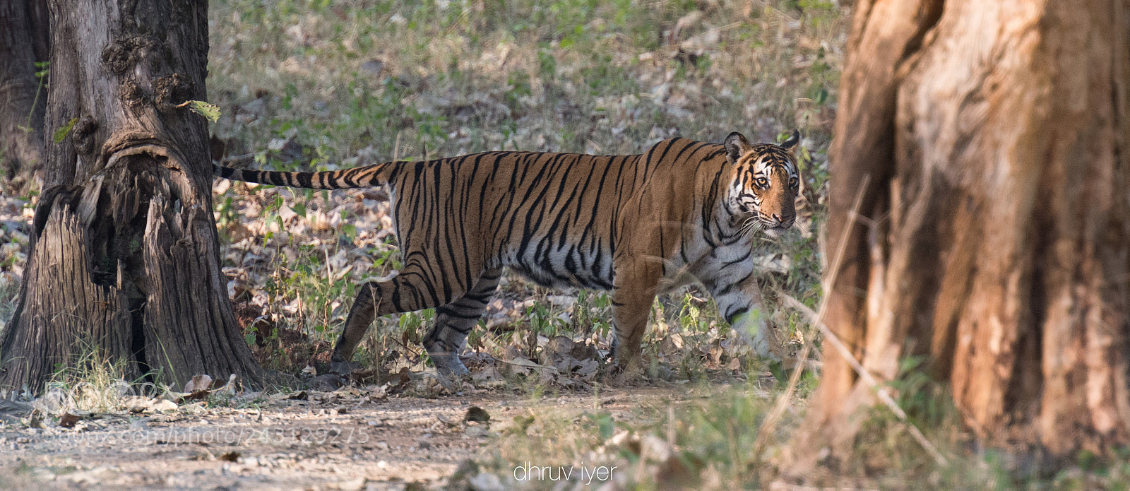 Nikon D7100 sample photo. Perpendicular photography