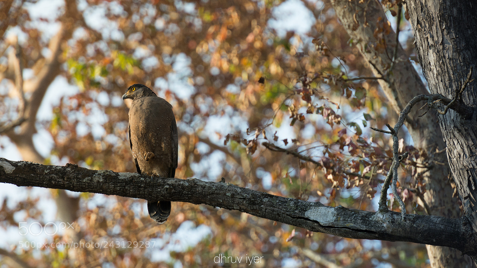 Nikon D7100 sample photo. Serpent eagle photography