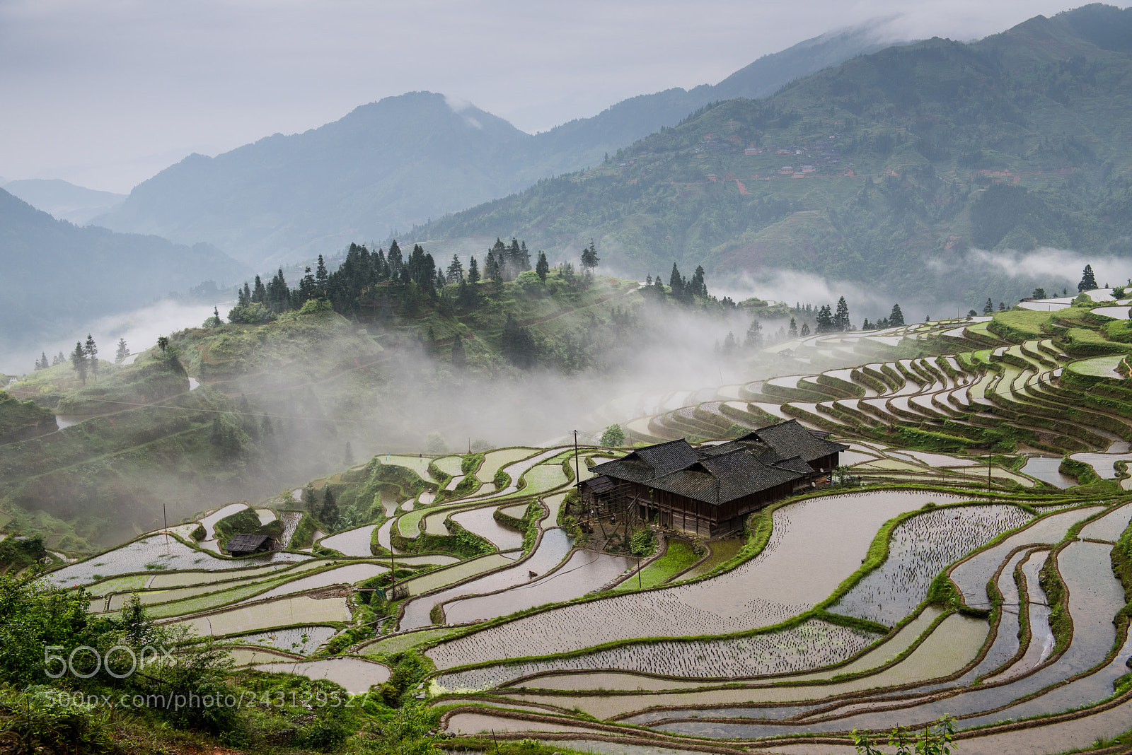 Nikon D810 sample photo. Jiabang terraces are like photography