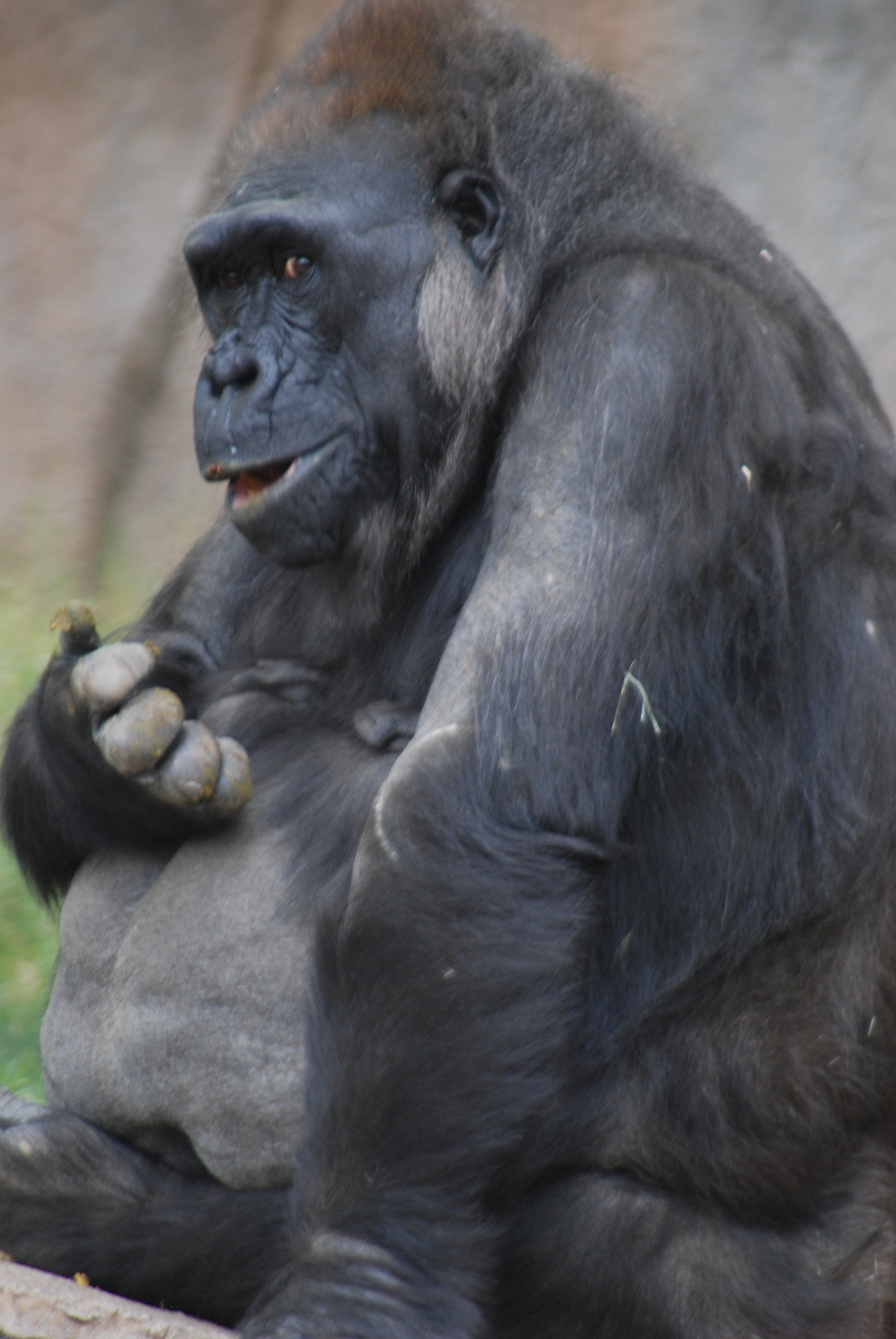 Nikon D80 sample photo. Not so distant relative photography